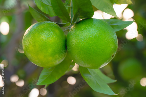 Oranges on a tree. Unripe fruits close up  with beautiful soft blur background