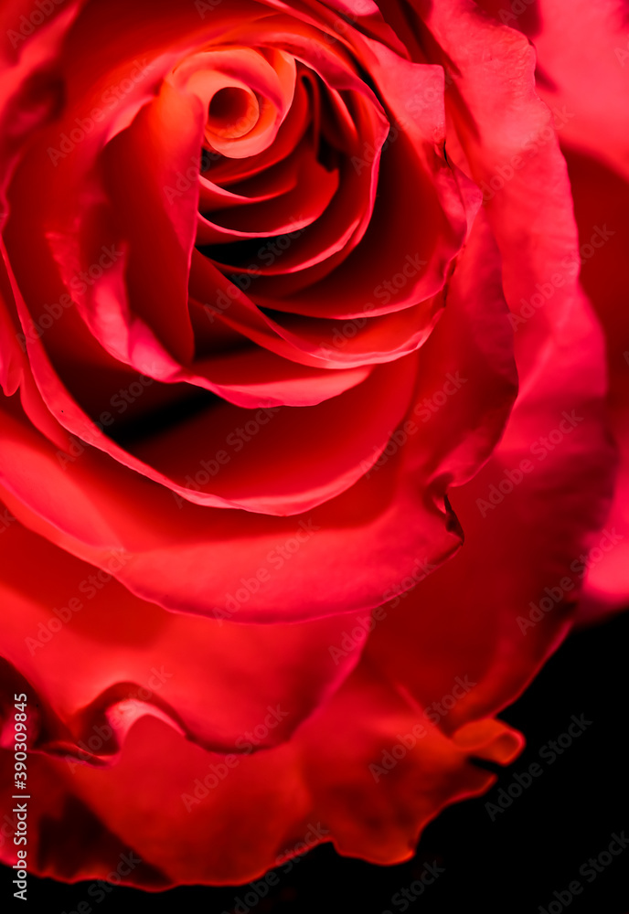 Botanical concept, invitation card - Soft focus, abstract floral background, red rose flower. Macro flowers backdrop for holiday brand design Botanical concept, invitation card - Soft focus, abstract floral background, red rose flower. Macro flowers backdrop for holiday brand design