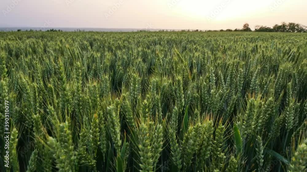 Green wheat field with full ears swaying in the wind Green wheat field with full ears swaying in the wind
