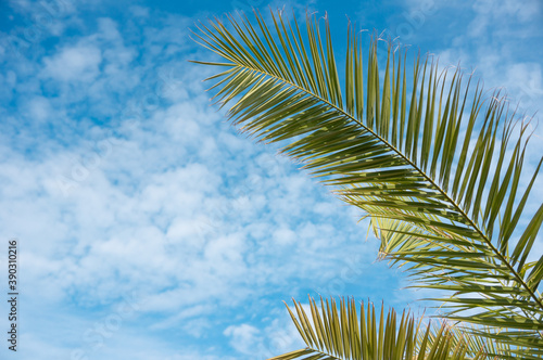 Palm branches close up on a blue sky background