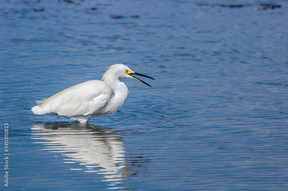 Snowy Egret (Egretta thula) in Malibu lagoon, California, USA Snowy Egret (Egretta thula) in Malibu lagoon, California, USA