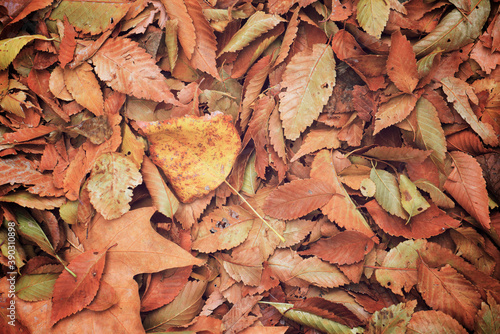 Fallen autumnal leaves