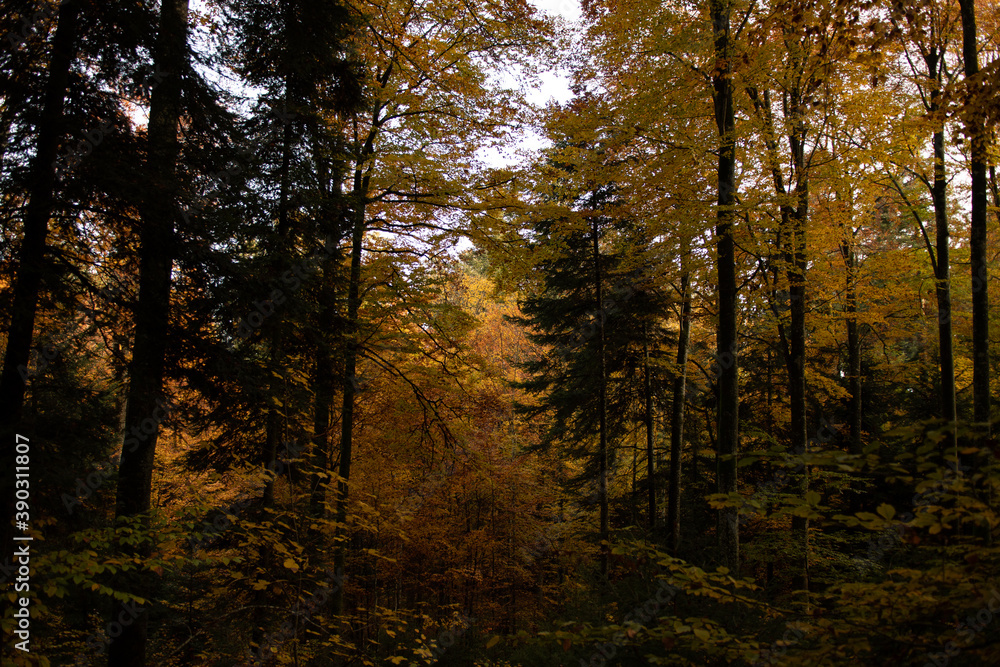 Forêt d'automne 2