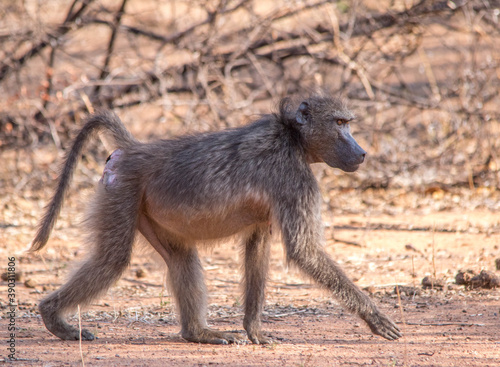 A chacma baboon hunting for food isolated in the African wilderness photo