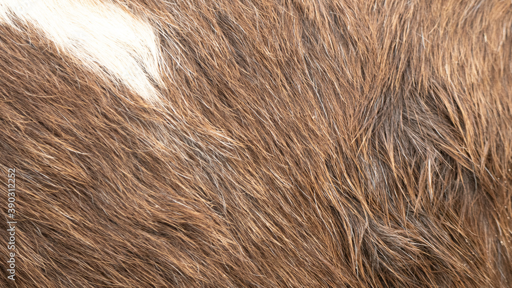 Fototapeta premium Horse skin texture background natural pattern, Blank for design.with Copy Space for Text.