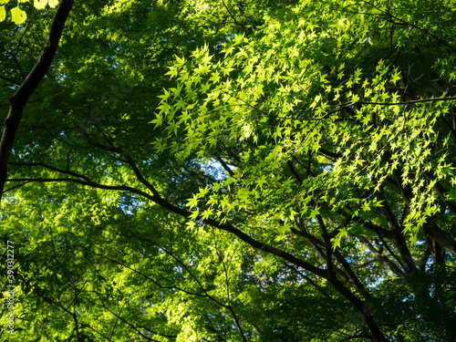 green leaves in sunlight