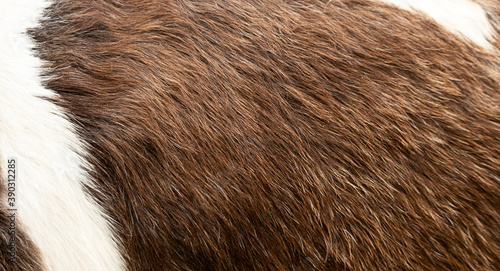 Wallpaper Mural Horse skin texture background natural pattern, Blank for design.with Copy Space for Text. Torontodigital.ca