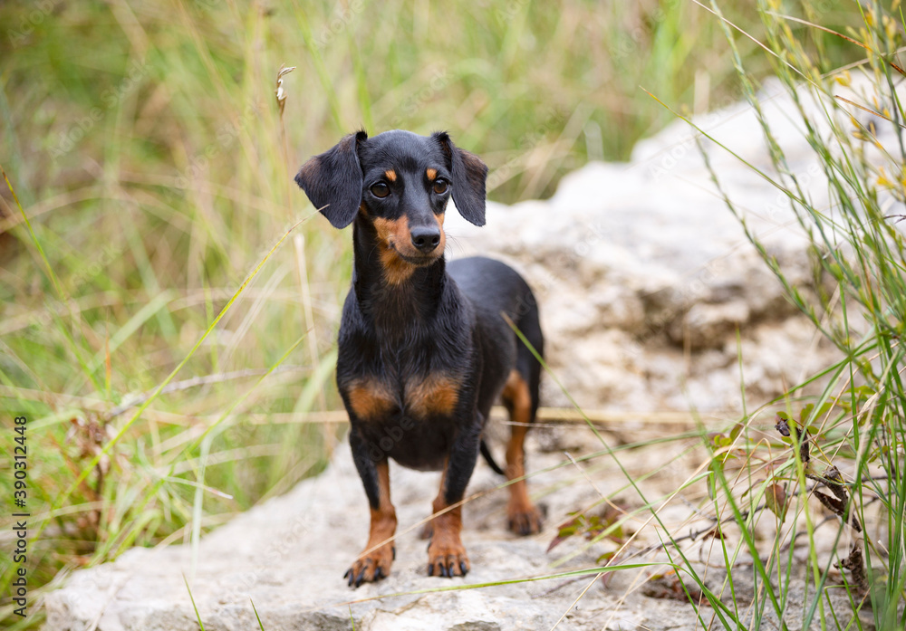 Dachshund in nature