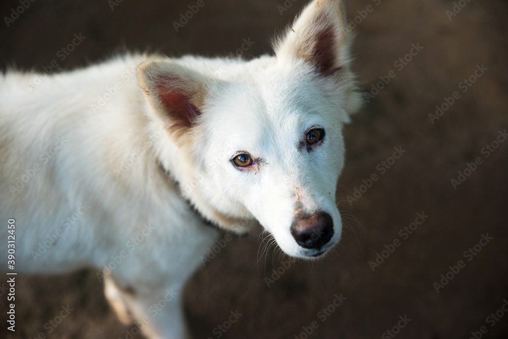 portrait of white furry dog 