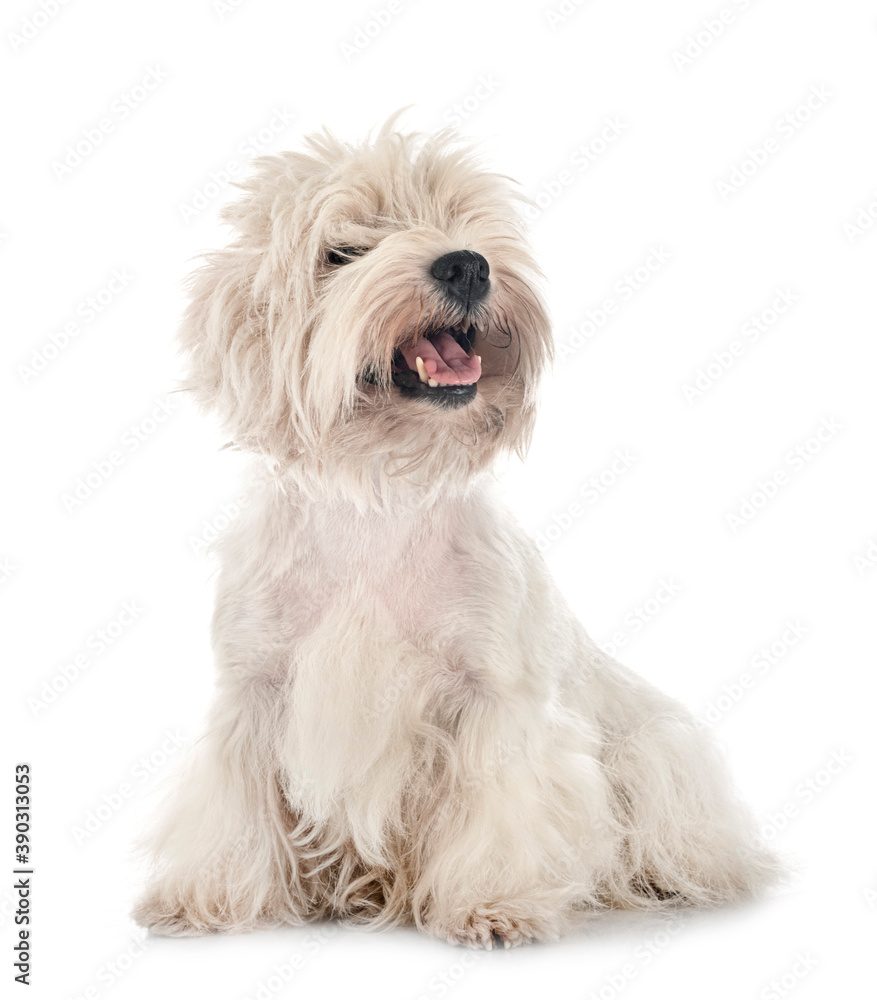 West Highland White Terrier