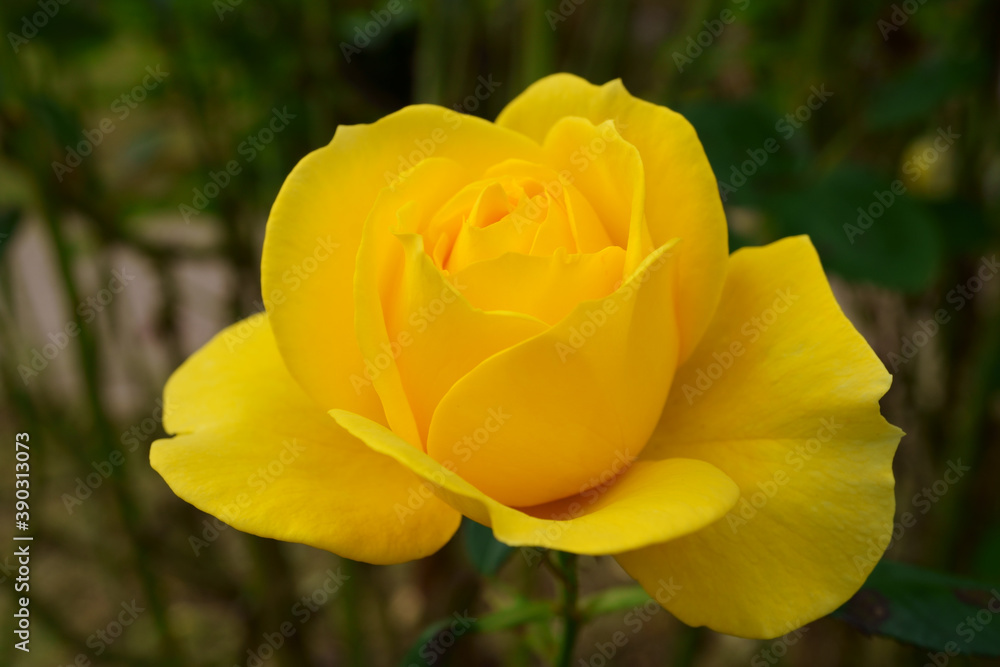 Close-up of a beautifully blooming rose named Izu-no-odoriko