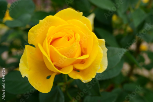 Close-up of a beautifully blooming rose named Izu-no-odoriko