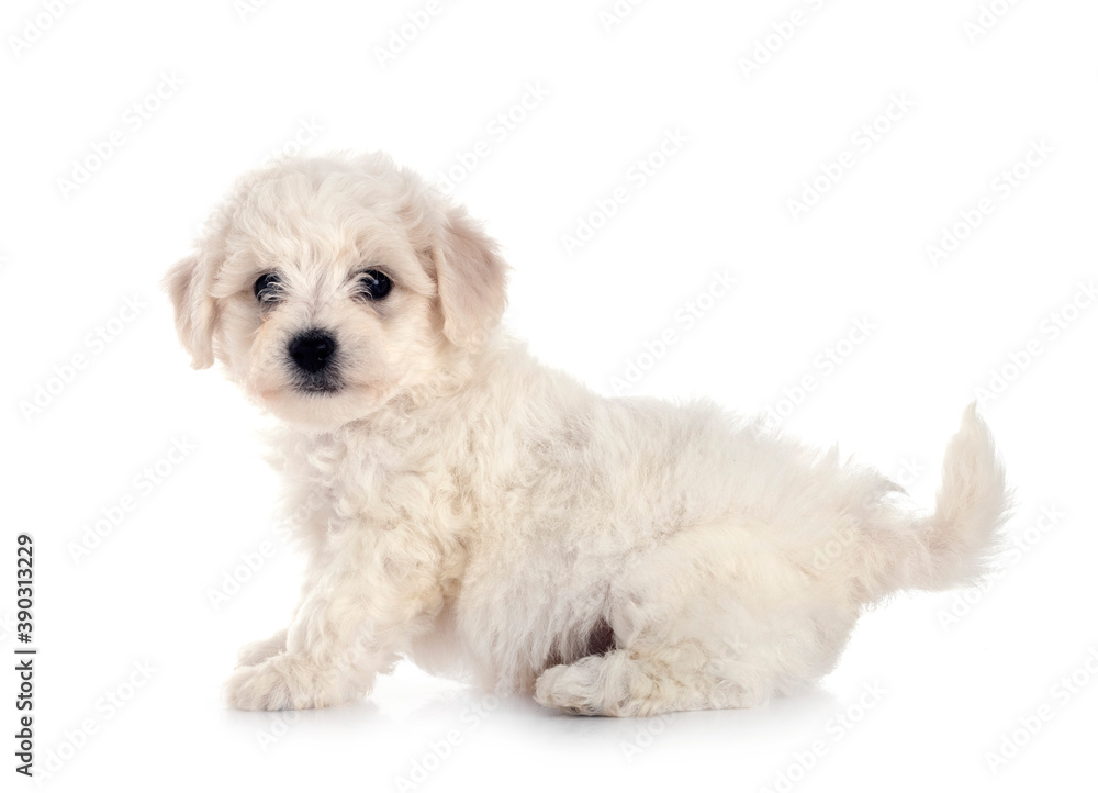 Bichon Frise in studio Bichon Frise in studio