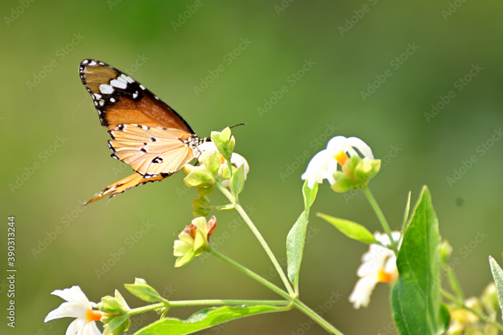 Obraz premium Butterfly sucking honey from flower against blurred green background