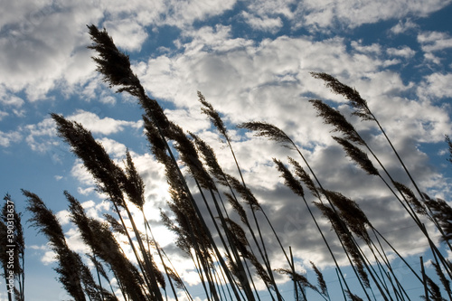 Grass and sky