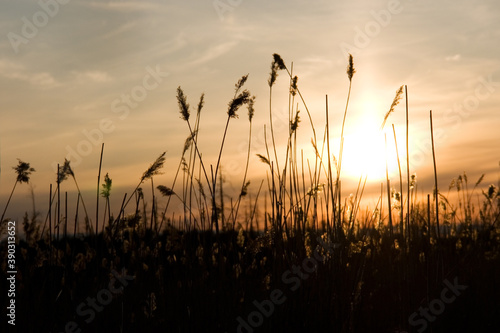 Sunset in the grass
