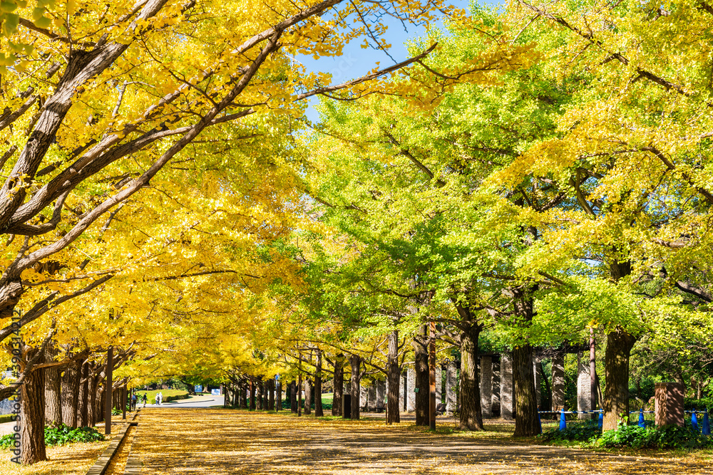 Naklejka premium 色づくイチョウの並木道