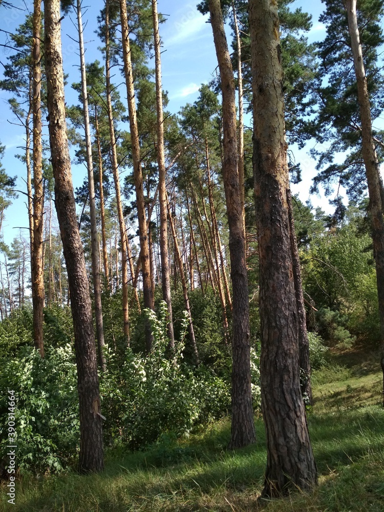 Fototapeta premium trees in the woods