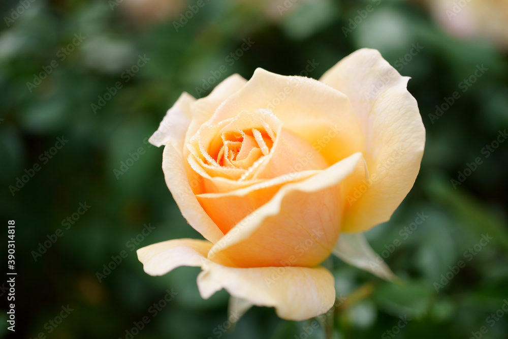 Close-up of a beautifully blooming rose named Close-up of a beautifully blooming rose named