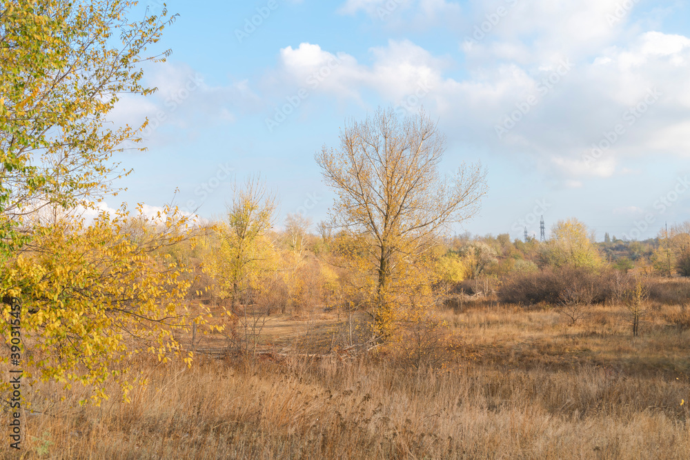 autumn forest landscape with blue sky background autumn forest landscape with blue sky background