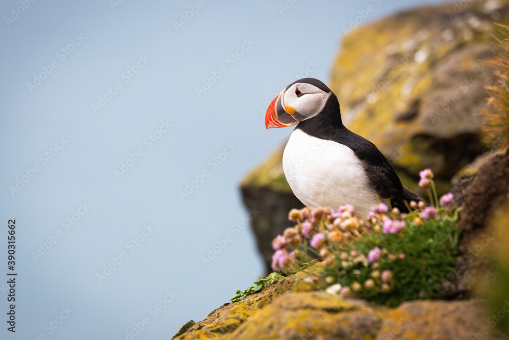 Fototapeta premium Atlantic puffin, fratercula arctica, standing on cliff im summer nature. Black and white seabird with flat orange beak observing on rocks. Wild aquatic animal looking on stones with flowers.