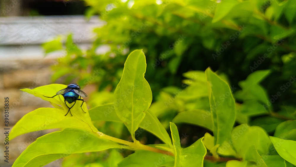 A fly preparing to fly