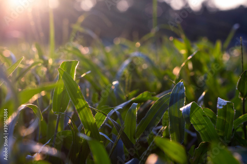 grass in the evening garden