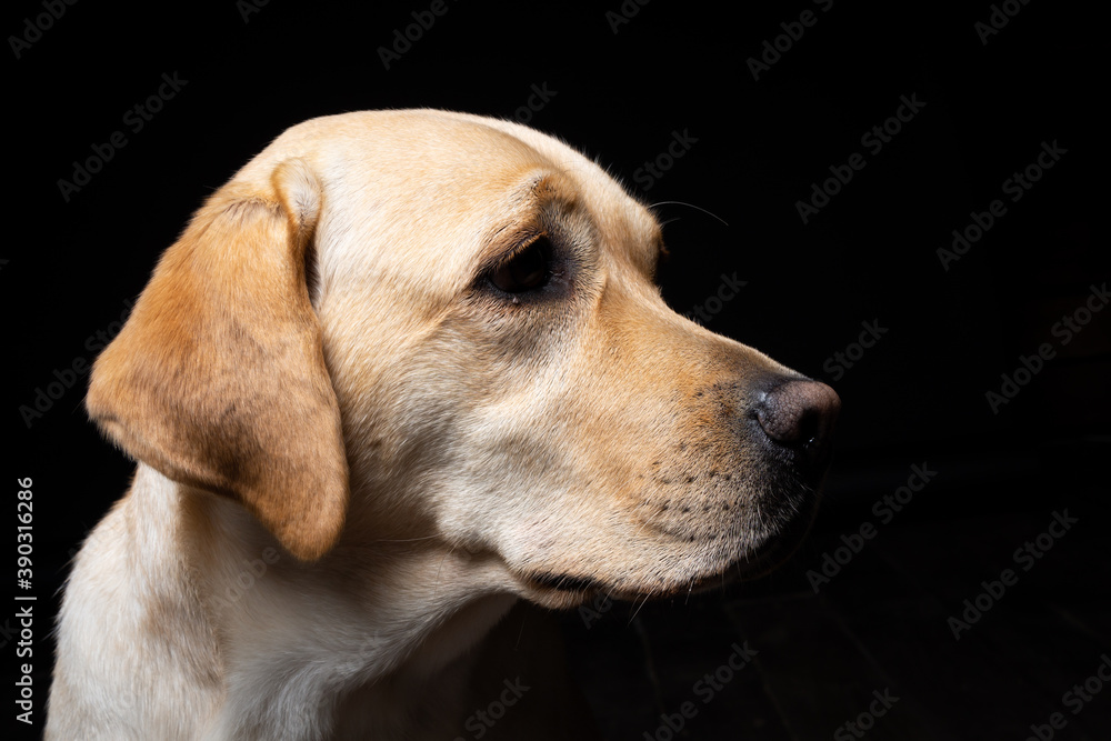 Portrait of a Labrador Retriever dog on an isolated black background.