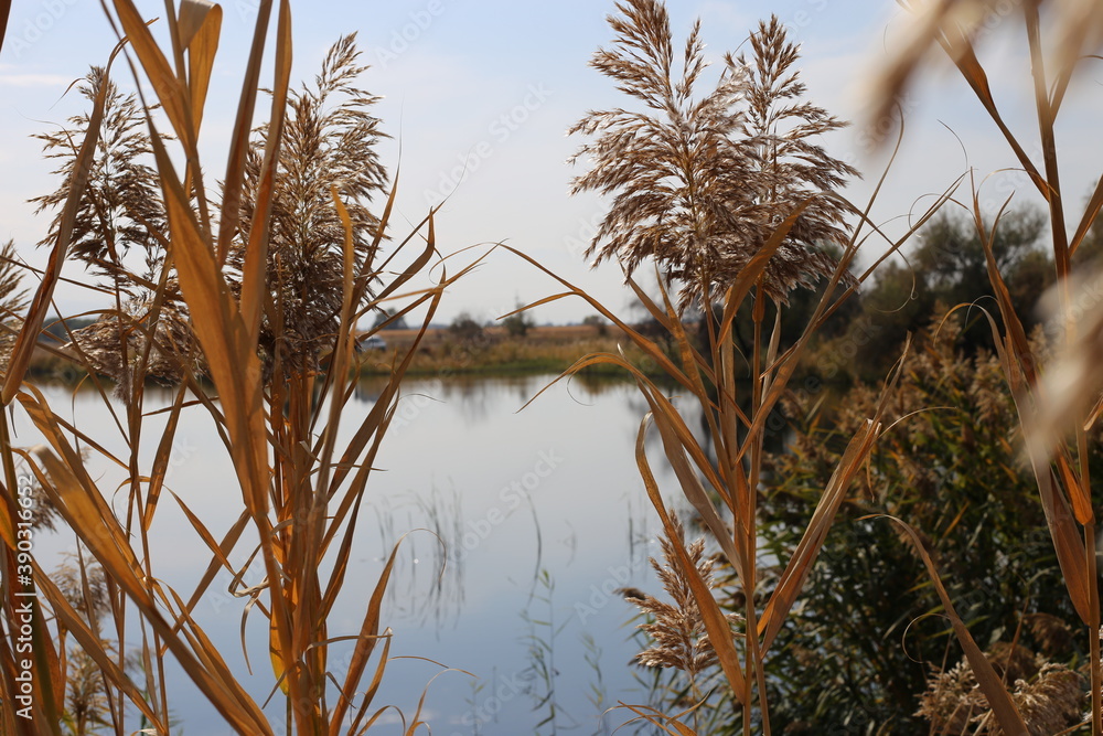 Obraz premium Beautiful reed on the lake on a warm autumn day