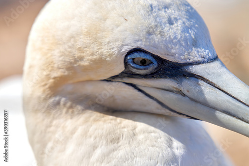 A part of one birdh ead in the wild Northern Gannet on the island of Helgoland on the North Sea in Germany