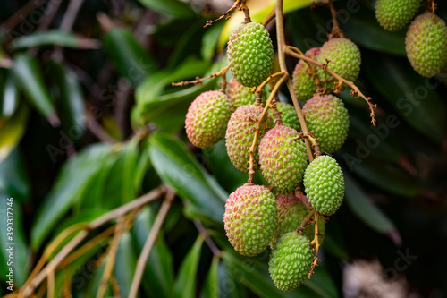Green unripe lychee in orchard.