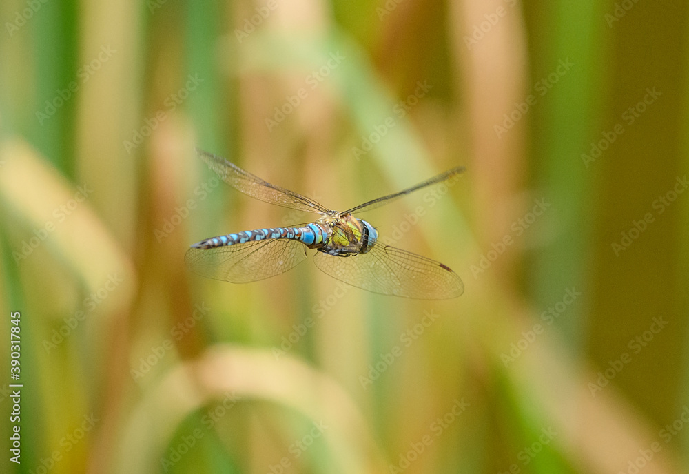 dragonfly migrant hawker (Aeshna mixta) in flight dragonfly migrant hawker (Aeshna mixta) in flight