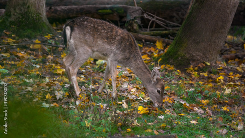 wild lebende tiere  wild  natur  deer  tier  s  ugetier  gras  wald