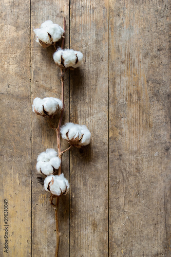 Cotton plant branch on wooden board background