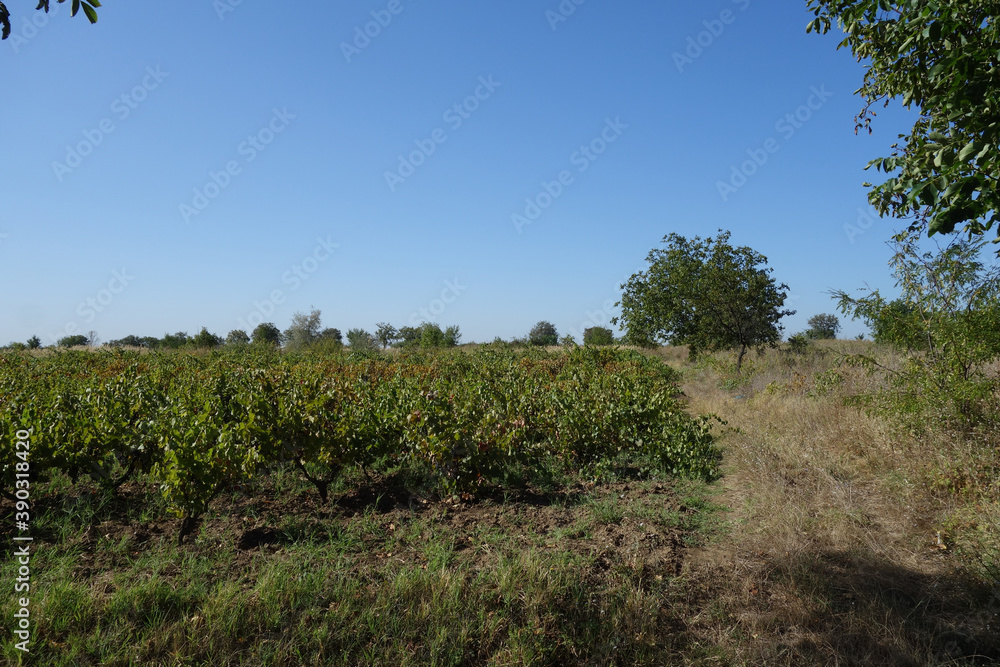 Vine crops in the plateau area