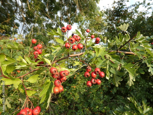 Weißdorn Beeren und Blätter am Ast