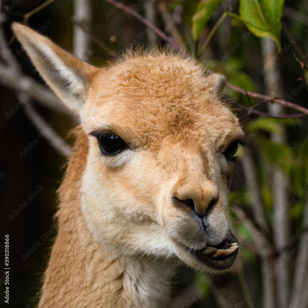 tier, säugetier, natur, wild lebende tiere, lama, deer, wild, alpaka, kopf