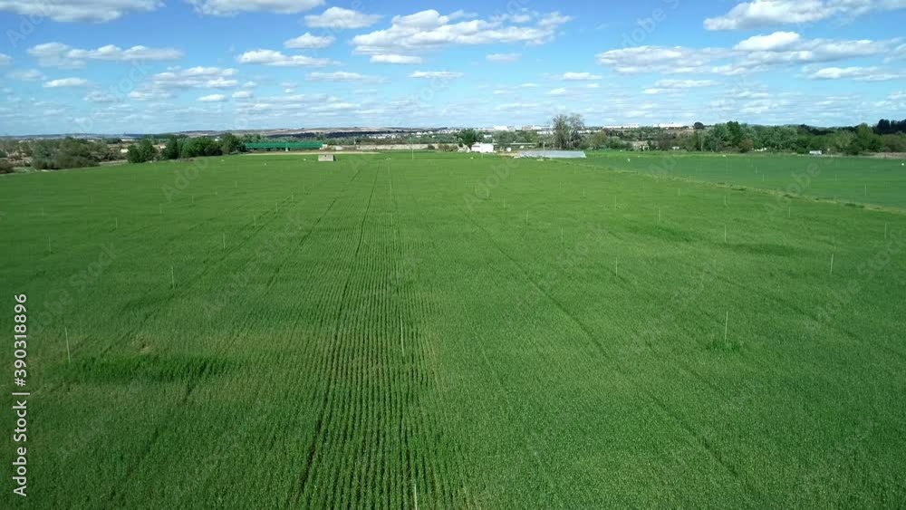 Aerial view of green wheat field with blue sky and white clouds on sunny day Aerial view of green wheat field with blue sky and white clouds on sunny day