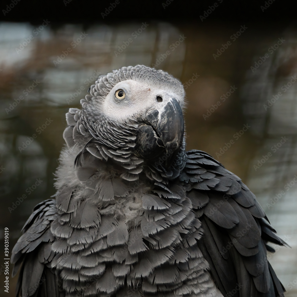 Obraz premium nachplappern, bird, tier, schnabel, grau, ara, feather, natur, blau, wild, portrait