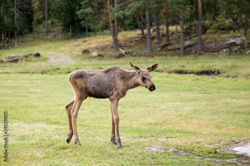 A scandinavian young moose in forest