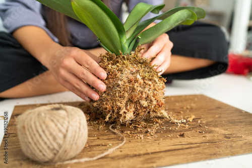 DIY home decoration with air plant hanging japanese moss ball. Woman making orchid kokedama with moss and rope. Gardening indoors.