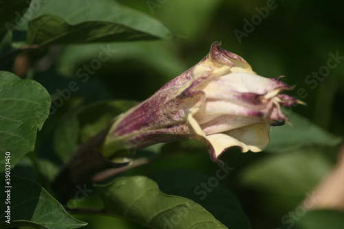 Closeup shot of gentian family flower photo