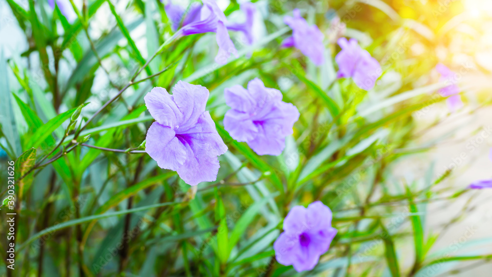 Purple flowers in the meadow. Purple flowers in the meadow.
