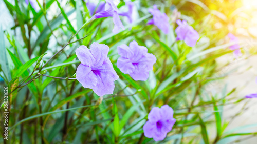 Purple flowers in the meadow. 