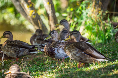 Duck.