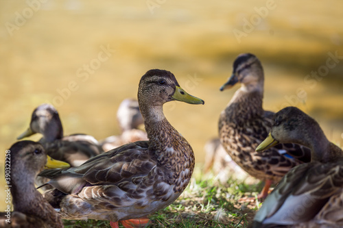 Duck.