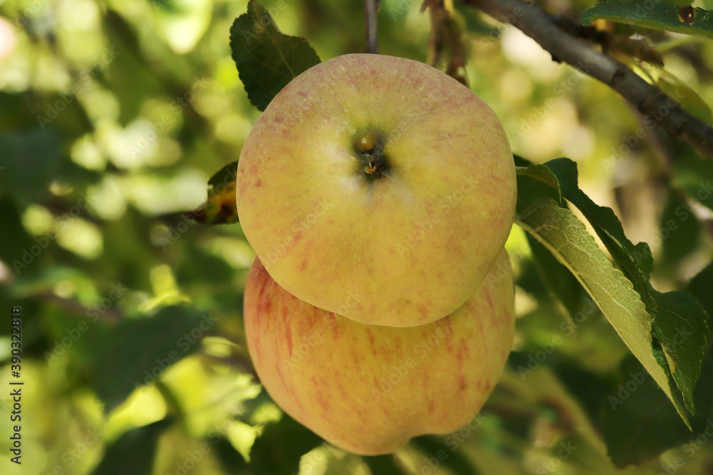 Ripe apples, hanging in a tree. Ripe apples, hanging in a tree.