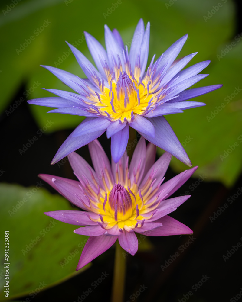 Closeup view of bright pink and purple blue tropical water lily flowers blooming on natural background Closeup view of bright pink and purple blue tropical water lily flowers blooming on natural background