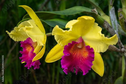 Closeup view of beautiful bright yellow and purple cattleya hybrid orchid flowers on natural background