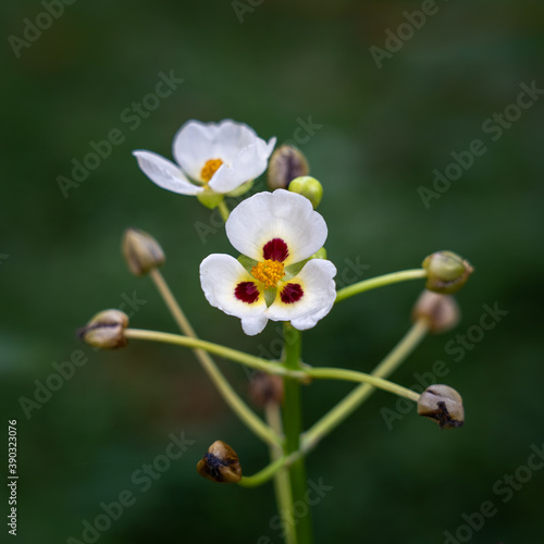 Closeup view of aquatic plant sagittaria montevidensis flowers also known as giant arrowhead or California arrowhead blooming on natural background photo